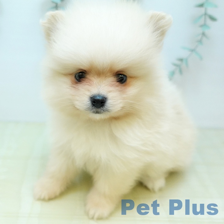 埼玉県のポメラニアン (ペットプラス 浦和美園店/2026年1月30日生まれ/女の子/クリーム)の子犬の2枚目の画像