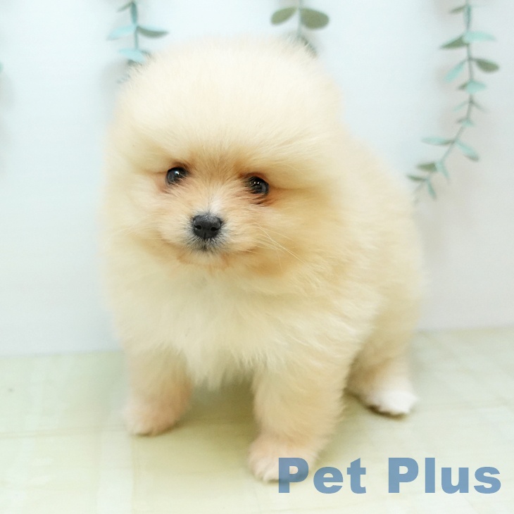ポメラニアンの写真2