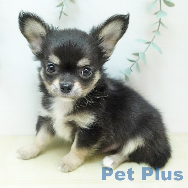 岡山県のチワワ(ロング) (ペッツワン 岡山南店/2026年1月30日生まれ/男の子/ブラッククリーム)の子犬