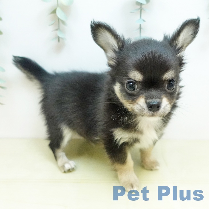 岡山県のチワワ(ロング) (ペッツワン 岡山南店/2026年1月30日生まれ/男の子/ブラッククリーム)の子犬の2枚目の画像