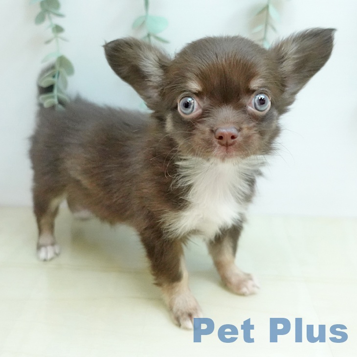 岡山県のチワワ(ロング) (ペッツワン 岡山南店/2026年1月30日生まれ/女の子/チョコレートクリーム)の子犬