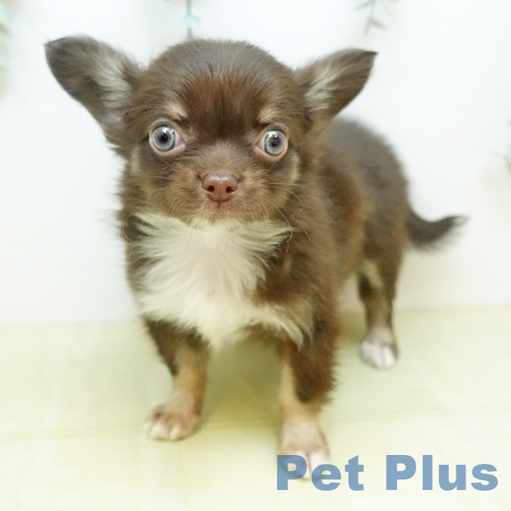 岡山県のチワワ(ロング) (ペッツワン 岡山南店/2026年1月30日生まれ/女の子/チョコレートクリーム)の子犬の2枚目の画像