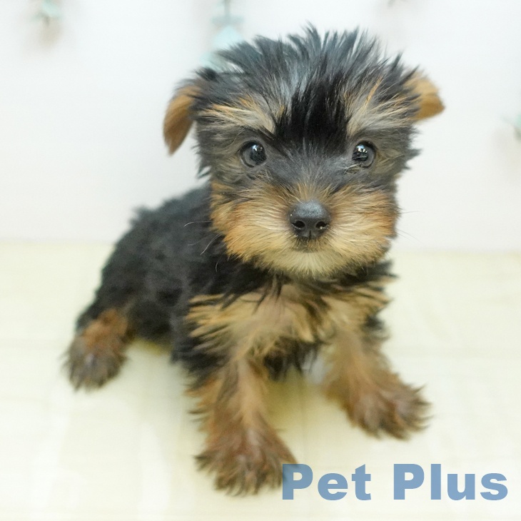 埼玉県のヨークシャーテリア (ペットプラス 与野店/2026年1月18日生まれ/女の子/スチールブルータン)の子犬の1枚目の画像
