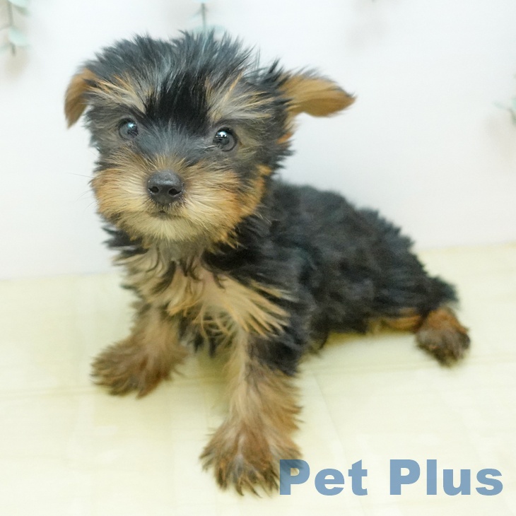 埼玉県のヨークシャーテリア (ペットプラス 与野店/2026年1月18日生まれ/女の子/スチールブルータン)の子犬の2枚目の画像