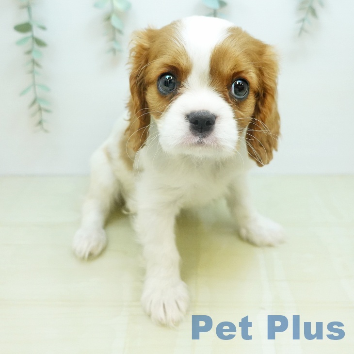 キャバリア・キングチャールズ・スパニエル