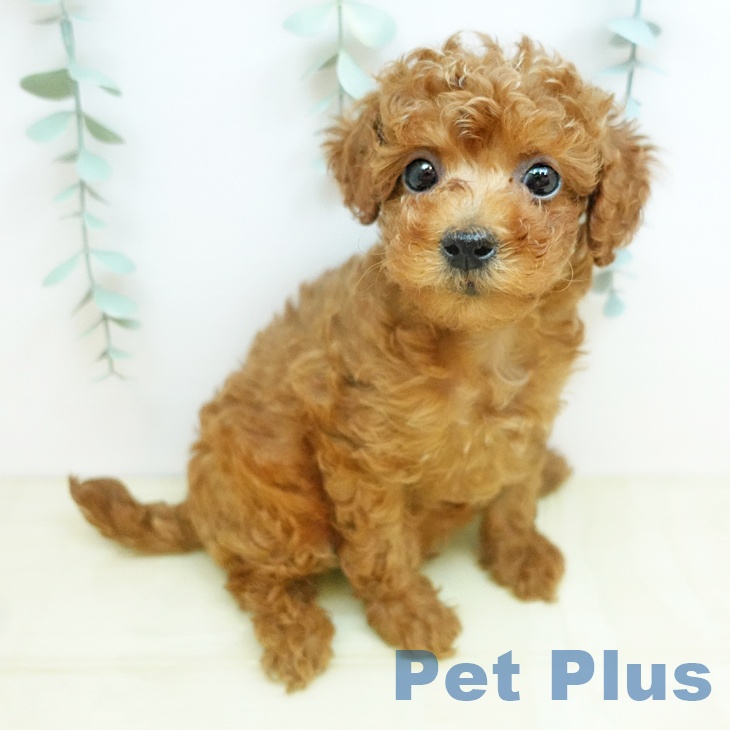 徳島県のトイプードル(トイ) (ペットプラス 徳島店/2026年1月31日生まれ/男の子/レッド)の子犬の1枚目の画像