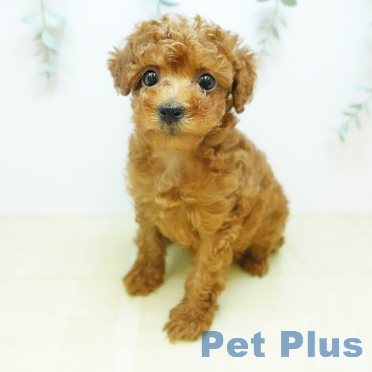 徳島県のトイプードル(トイ) (ペットプラス 徳島店/2026年1月31日生まれ/男の子/レッド)の子犬の2枚目の画像
