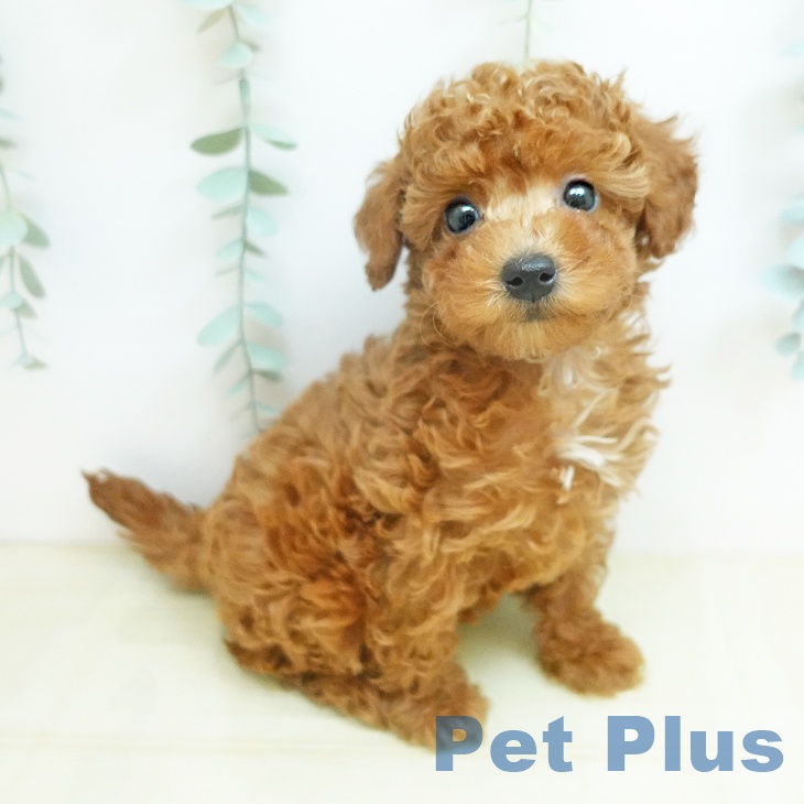鳥取県のトイプードル(トイ) (ペッツワン 日吉津店/2026年1月31日生まれ/男の子/レッド)の子犬の1枚目の画像