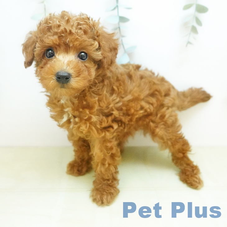 鳥取県のトイプードル(トイ) (ペッツワン 日吉津店/2026年1月31日生まれ/男の子/レッド)の子犬の2枚目の画像