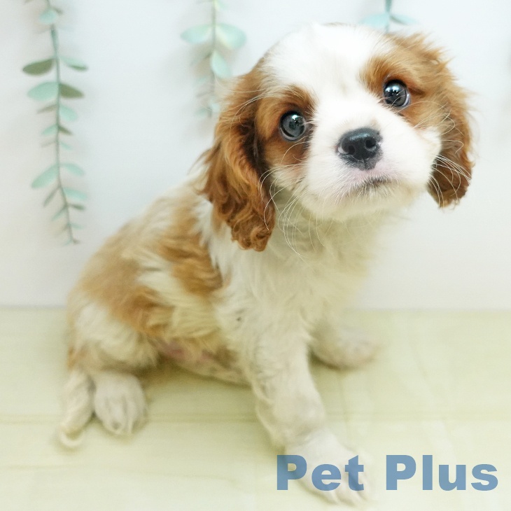 キャバリア・キングチャールズ・スパニエル