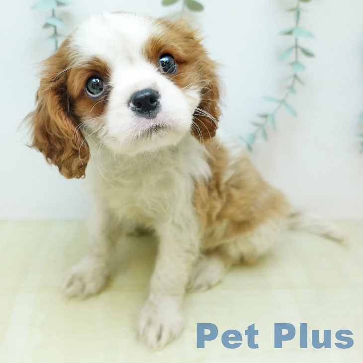 キャバリア・キングチャールズ・スパニエルの写真2