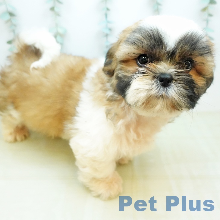 茨城県のシーズー (ペッツワン 古河店/2026年1月20日生まれ/男の子/ゴールドホワイト)の子犬の2枚目の画像