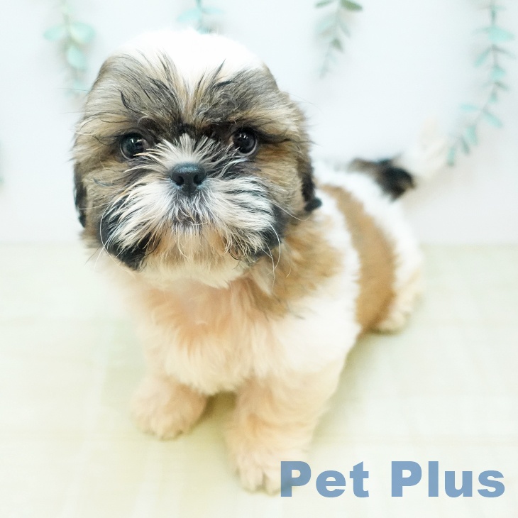 シー・ズーの写真2