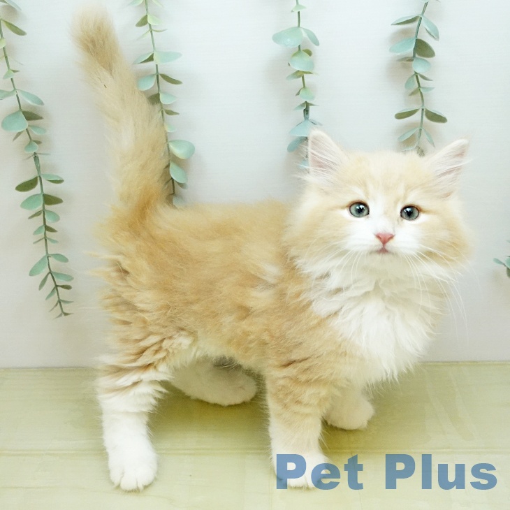 岡山県のノルウェージャンフォレストキャット (ペットプラス 岡山店/2026年1月30日生まれ/女の子/クリームマッカレルタビーホワイト)の子猫