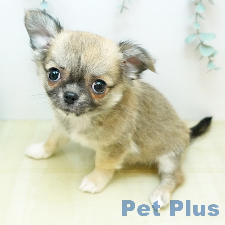 徳島県のチワワ(ロング) (ペットプラス 徳島店/2026年1月17日生まれ/男の子/フォーン)の子犬の1枚目の画像