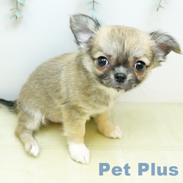 徳島県のチワワ(ロング) (ペットプラス 徳島店/2026年1月17日生まれ/男の子/フォーン)の子犬の2枚目の画像