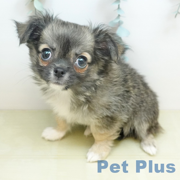 岡山県のチワワ(ロング) (ペットプラス 岡山店/2026年1月17日生まれ/男の子/セーブル)の子犬