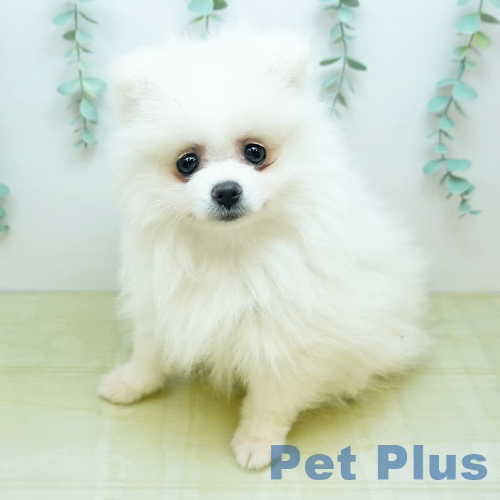 千葉県のポメラニアン (ペットプラス 木更津店/2026年1月18日生まれ/女の子/クリーム)の子犬の1枚目の画像