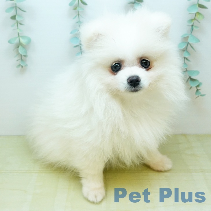 千葉県のポメラニアン (ペットプラス 木更津店/2026年1月18日生まれ/女の子/クリーム)の子犬の2枚目の画像
