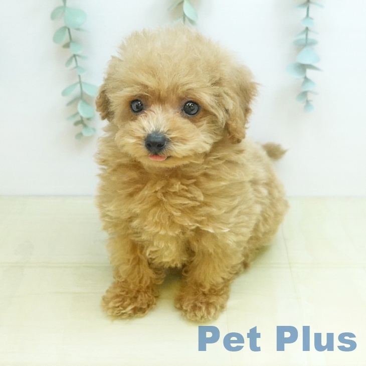 岡山県のトイプードル(トイ) (ペッツワン 岡山南店/2026年1月22日生まれ/女の子/アプリコット)の子犬の1枚目の画像