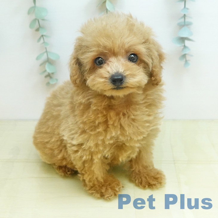 岡山県のトイプードル(トイ) (ペッツワン 岡山南店/2026年1月22日生まれ/女の子/アプリコット)の子犬の2枚目の画像