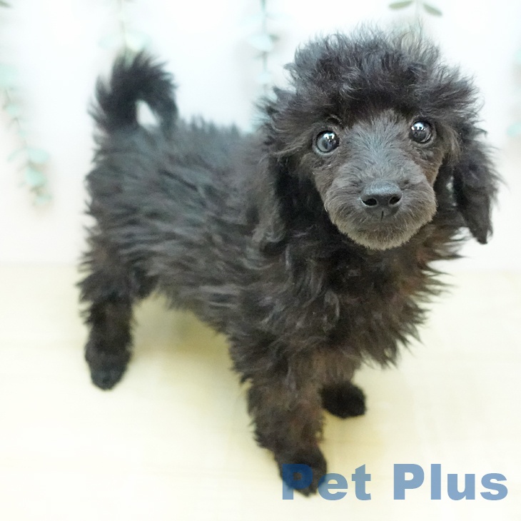 埼玉県のトイプードル(トイ) (ペットプラス 川口店/2026年1月25日生まれ/女の子/ブラック)の子犬の1枚目の画像