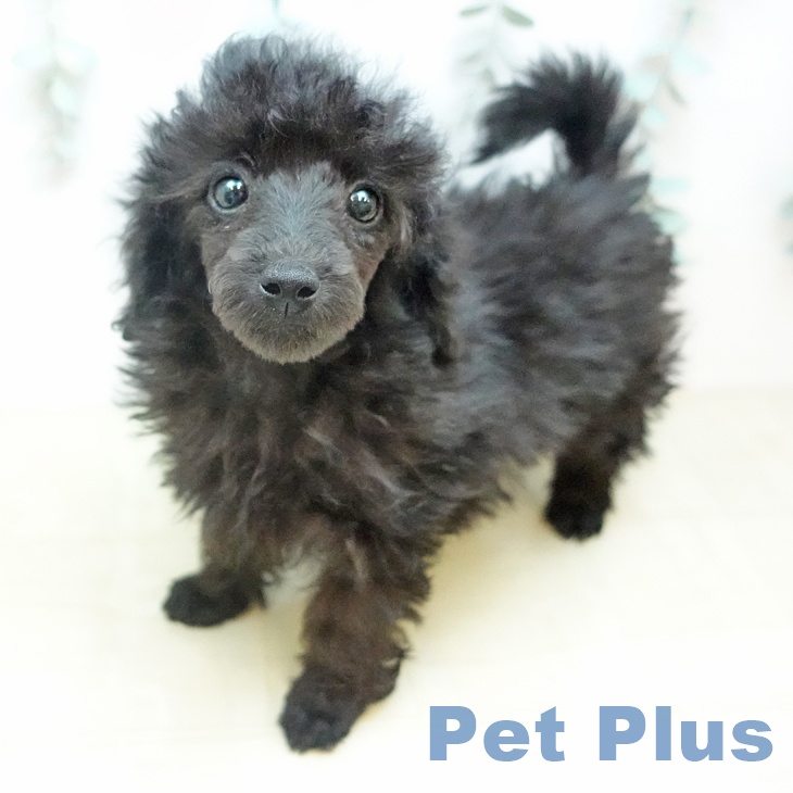 埼玉県のトイプードル(トイ) (ペットプラス 川口店/2026年1月25日生まれ/女の子/ブラック)の子犬の2枚目の画像