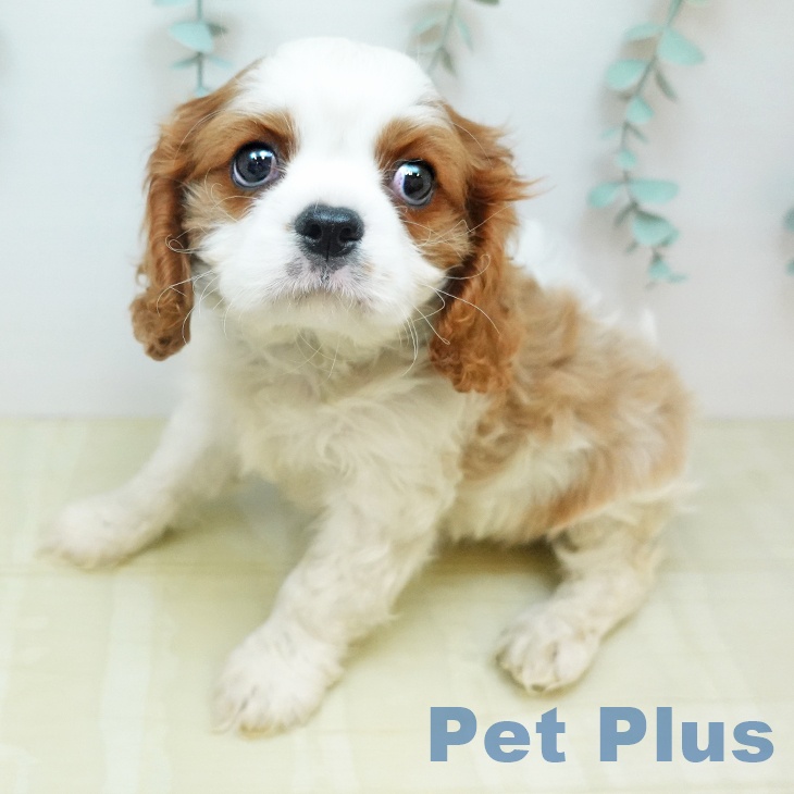 キャバリア・キングチャールズ・スパニエル