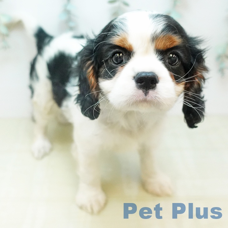 キャバリア・キングチャールズ・スパニエル