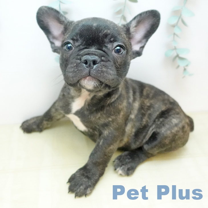 埼玉県のフレンチブルドッグ (ペットプラス 浦和美園店/2026年2月3日生まれ/女の子/ブリンドル)の子犬の1枚目の画像