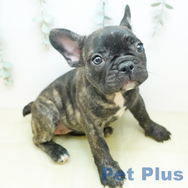 埼玉県のフレンチブルドッグ (ペットプラス 浦和美園店/2026年2月3日生まれ/女の子/ブリンドル)の子犬の2枚目の画像