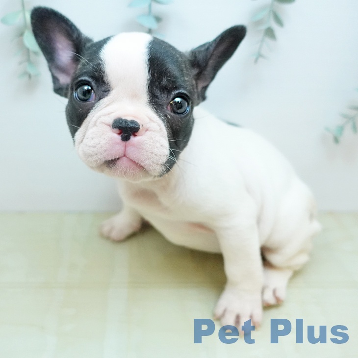 東京都のフレンチブルドッグ (ペットプラス むさし村山店/2026年2月3日生まれ/女の子/パイド)の子犬の1枚目の画像