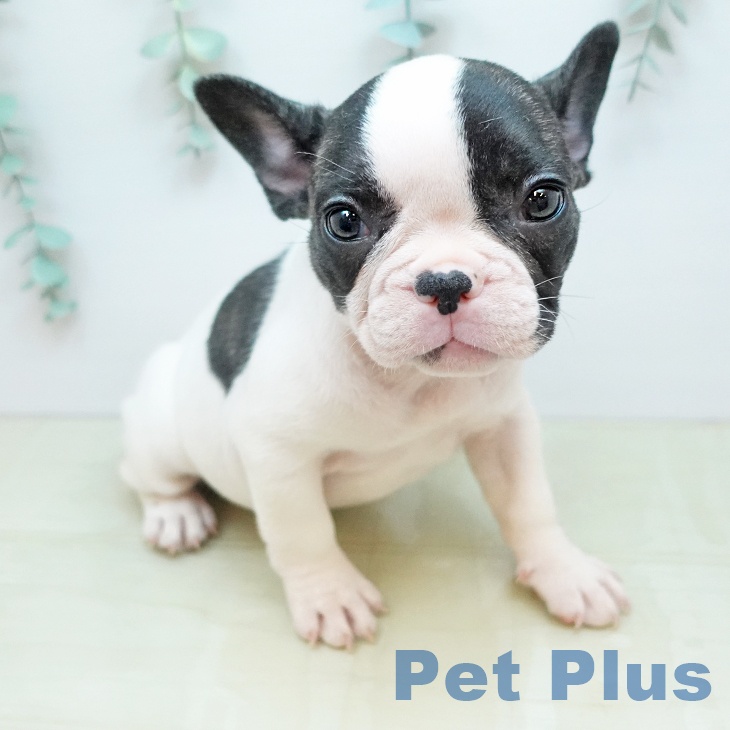 東京都のフレンチブルドッグ (ペットプラス むさし村山店/2026年2月3日生まれ/女の子/パイド)の子犬の2枚目の画像