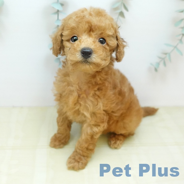 トイ・プードル