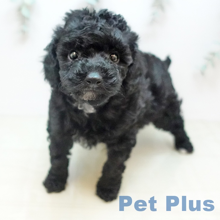 千葉県のトイプードル(トイ) (ペッツワン 千葉ニュータウン店/2026年2月4日生まれ/女の子/ブラック)の子犬の1枚目の画像