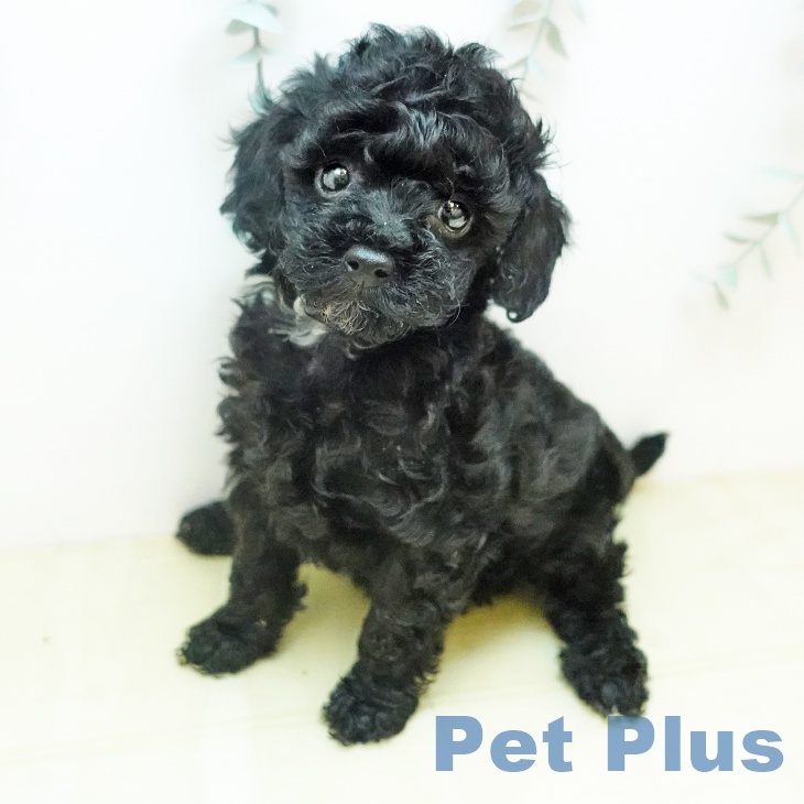 千葉県のトイプードル(トイ) (ペットプラス 幕張新都心店/2026年2月4日生まれ/女の子/ブラック)の子犬の1枚目の画像