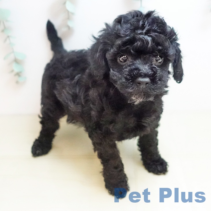 千葉県のトイプードル(トイ) (ペットプラス 幕張新都心店/2026年2月4日生まれ/女の子/ブラック)の子犬の2枚目の画像
