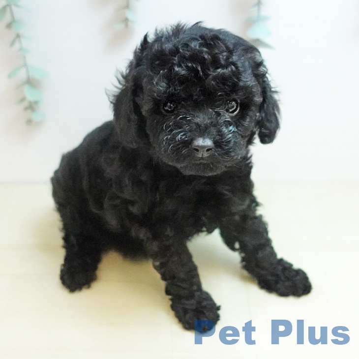 トイ・プードル