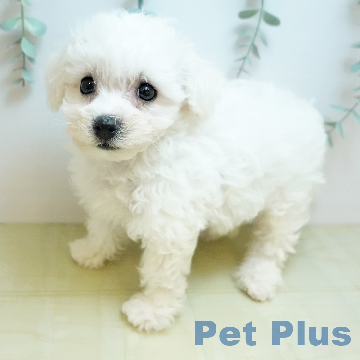 ビション・フリーゼ