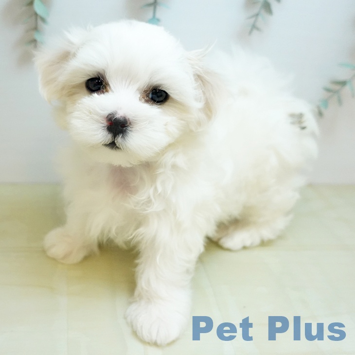 マルチーズの写真2