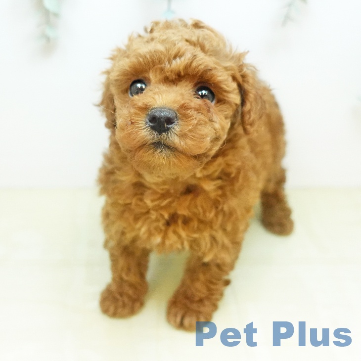 トイ・プードルの写真2