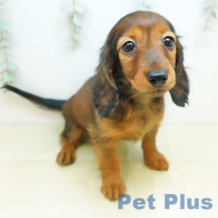 神奈川県のカニンヘンダックスフンド(ロング) (ペットプラス モザイクモール港北店/2026年1月31日生まれ/男の子/レッド)の子犬の1枚目の画像