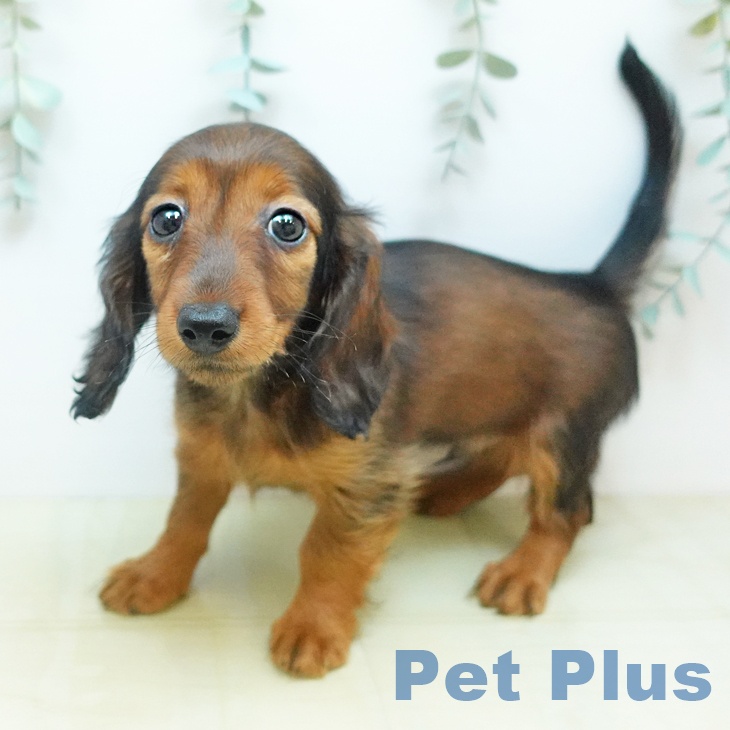 神奈川県のカニンヘンダックスフンド(ロング) (ペットプラス モザイクモール港北店/2026年1月31日生まれ/男の子/レッド)の子犬の2枚目の画像