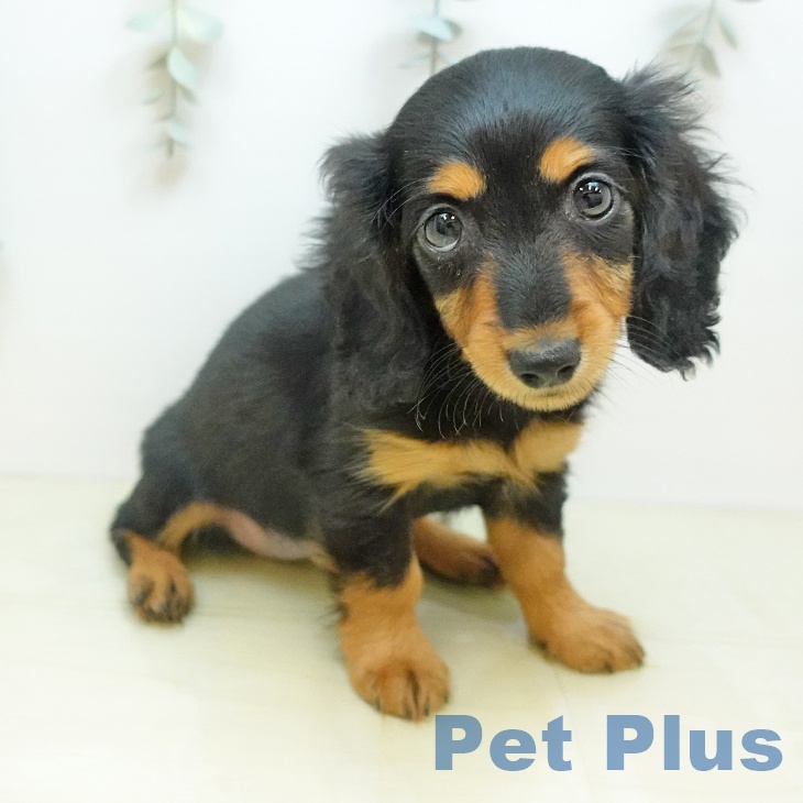 埼玉県のカニンヘンダックスフンド(ロング) (ペットプラス ららぽーと富士見店/2026年1月30日生まれ/女の子/ブラックタン)の子犬の1枚目の画像