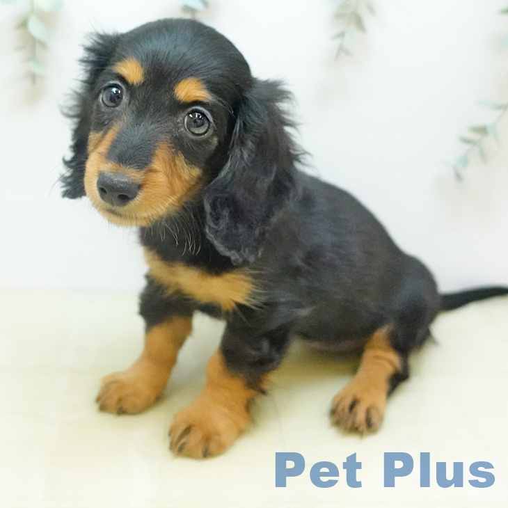 埼玉県のカニンヘンダックスフンド(ロング) (ペットプラス ららぽーと富士見店/2026年1月30日生まれ/女の子/ブラックタン)の子犬の2枚目の画像