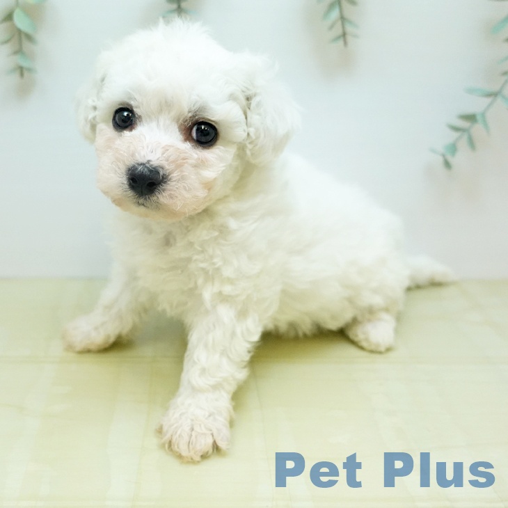 茨城県のビションフリーゼ (ペットプラス つくば店/2026年2月3日生まれ/男の子/ホワイト)の子犬の1枚目の画像