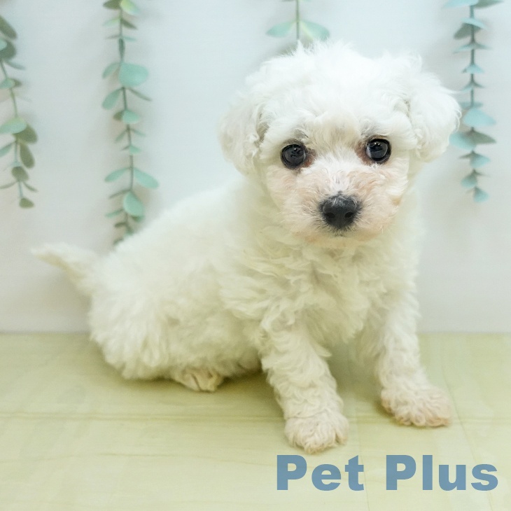 茨城県のビションフリーゼ (ペットプラス つくば店/2026年2月3日生まれ/男の子/ホワイト)の子犬の2枚目の画像