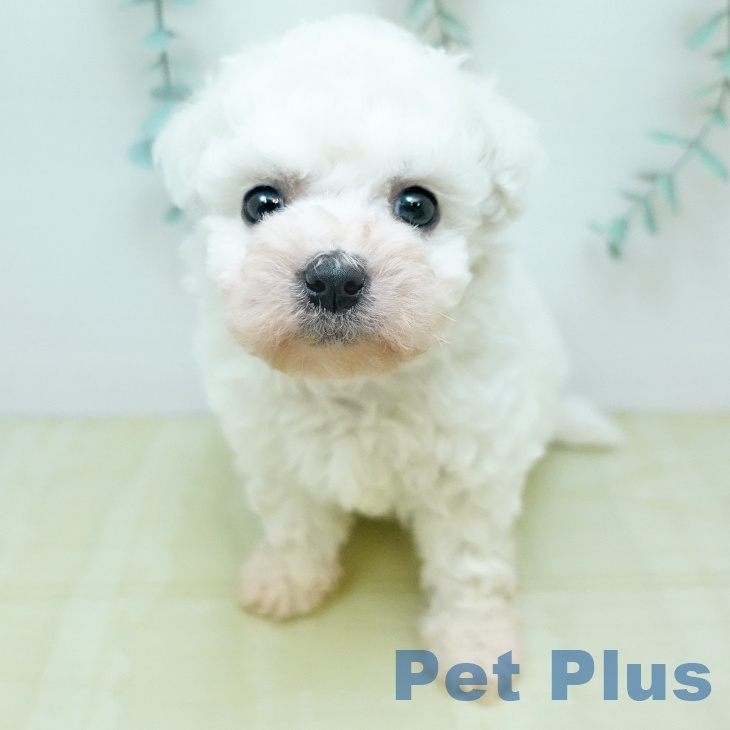 東京都のビションフリーゼ (ペットプラス アクアシティお台場店/2026年2月3日生まれ/男の子/ホワイト)の子犬の1枚目の画像