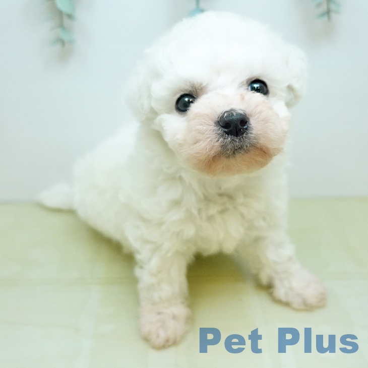 東京都のビションフリーゼ (ペットプラス アクアシティお台場店/2026年2月3日生まれ/男の子/ホワイト)の子犬の2枚目の画像
