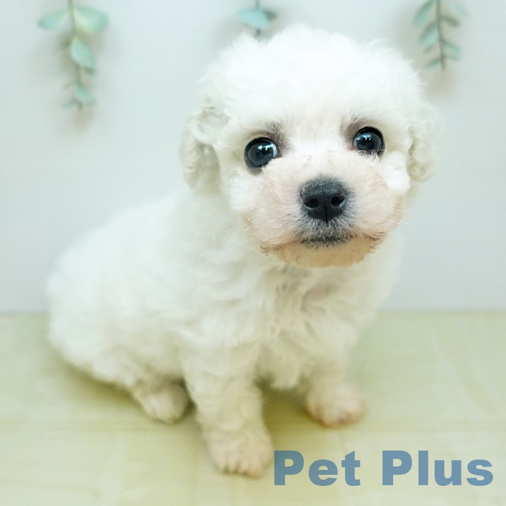 ビション・フリーゼ